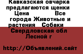 Кавказская овчарка -предлагаются щенки › Цена ­ 20 000 - Все города Животные и растения » Собаки   . Свердловская обл.,Лесной г.